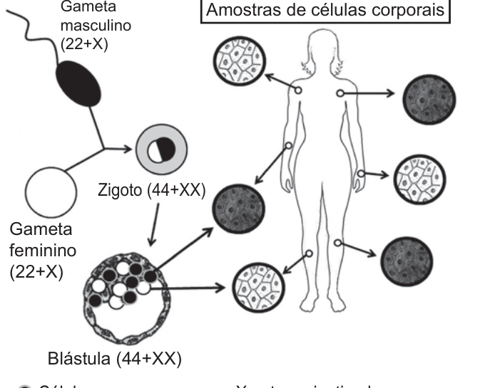 Figura da questão 117 — ENEM 2022